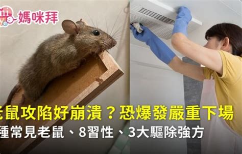 家裡有老鼠|家裡有老鼠不用怕!3步驟讓老鼠遠離你家